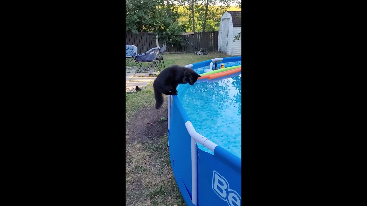 Startled Kitty Falls Into Pool ViralHog
