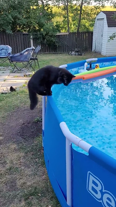 Startled Kitty Falls Into Pool || ViralHog