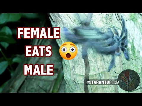 Female Tarantula Eats Male In The Wild