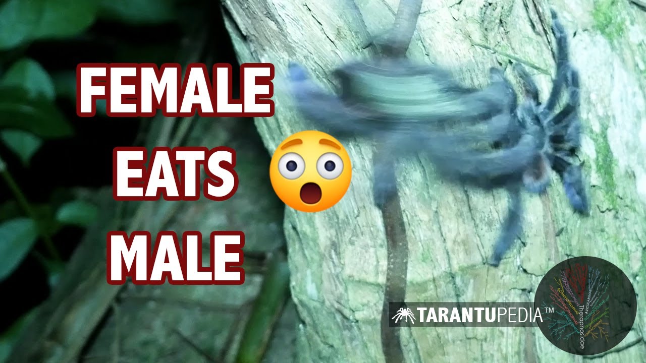 Female Tarantula Eats Male In The Wild