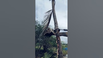 coconut tree remove #jcbjcb #funnyvideo