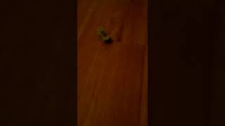 part 2 of hexbug the Nano bug