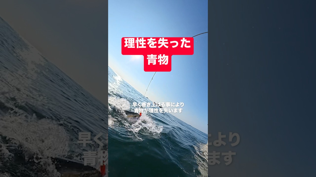 Blue fish driven into a frenzy. #short #shorts - YouTube