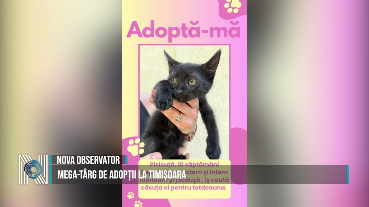 Mega-târg de adopții la Timișoara Mega-târg de adopții la Timișoara