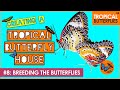 Breeding the butterflies 8  creating a tropical butterfly house  tropical butterflies uk