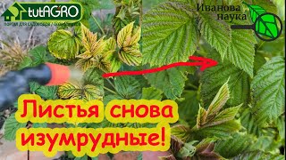 Опрыскал 1 Раз И Листья Снова Изумрудные! Лучший Восстановитель Листьев У Всех Растений.