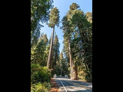 Βίντεο: Πού είναι τα ψηλότερα δέντρα redwood;