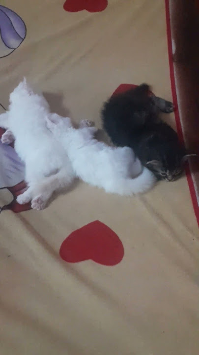 vavavo vave ponnummakal 😍🥰 #cat #kitten #cutecat #song