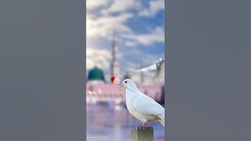 #لايك #اكسبلور #قران_كريم #المصحف سورة الملك