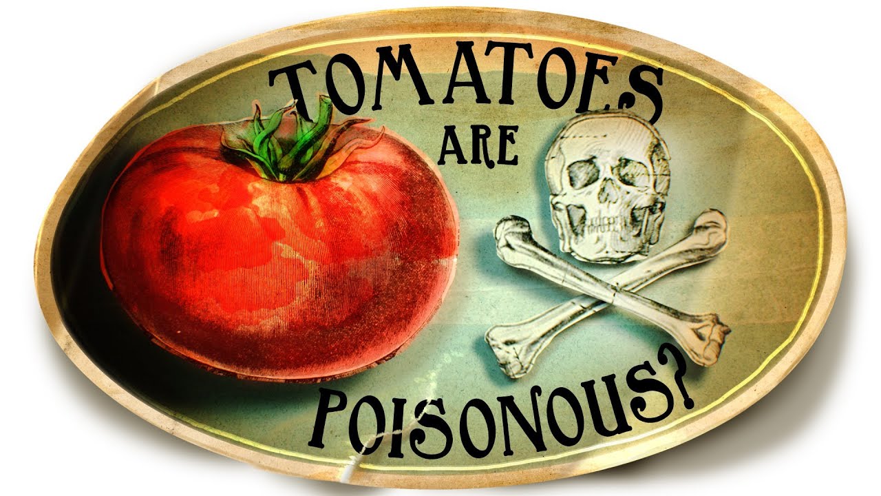 Tomatoes are Poisonous? 5 about Tomatoes - YouTube