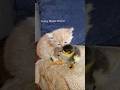 cute baby cat With duckling