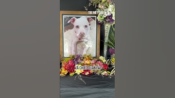 😢những chú chó đưa tiễn bạn của mình