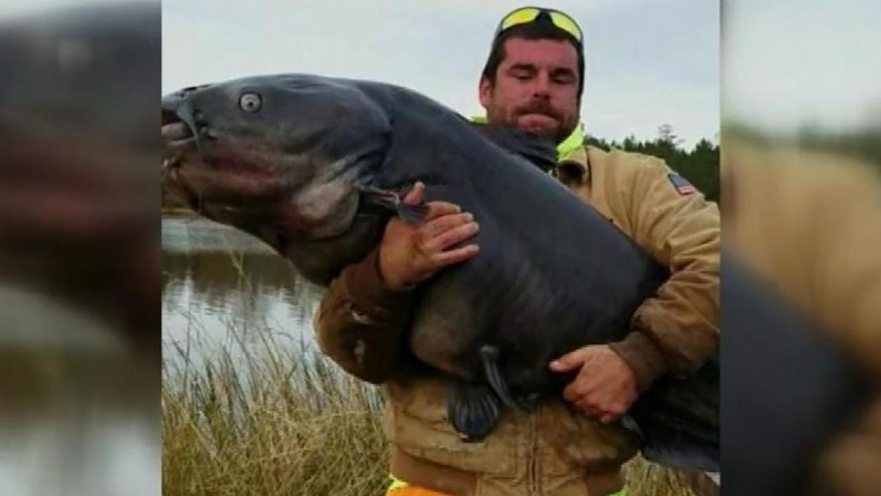 Man Reels In Massive 112 Pound Catfish Youtube Man Reels In Massive 112 Pound Catfish Youtube