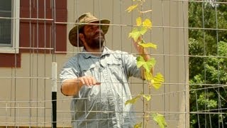 Grape Arbor Trellis Update
