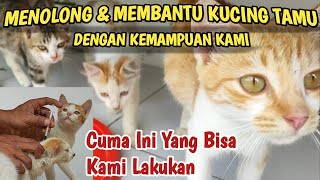 Menolong Dan Membantu Kucing Kucing Tamu Sesuai Dengan Kemampuan Kami