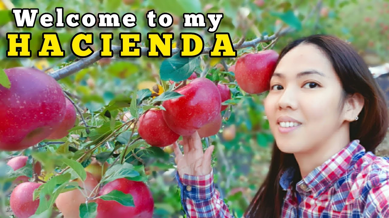 TOUR IN APPLE FARM YouTube