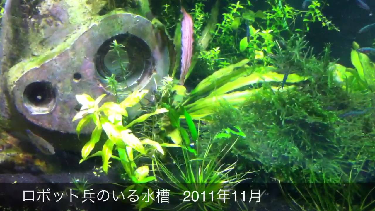 ロボット兵のいる水槽 11年11月 Youtube