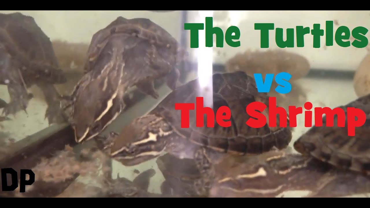4 MUSK TURTLES EAT SHRIMP! YouTube