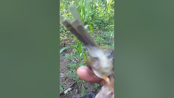 Cara membedakan prenjak lumut jantan