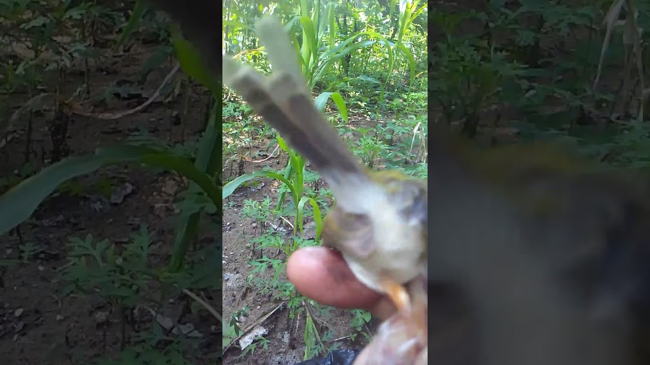 Cara Membedakan Prenjak Lumut Jantan Youtube