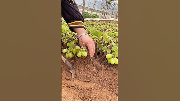 Grape farming tree #grape #grapenation #pruning #farming