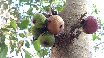 YU Yutopia camera sample quality 4K @ 29fps