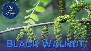 Tree of the Week: Black Walnut