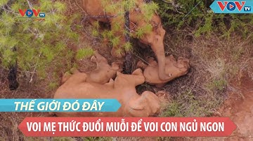 Tình mẫu tử thiêng liêng: Voi mẹ thức đuổi muỗi để voi con ngủ ngon