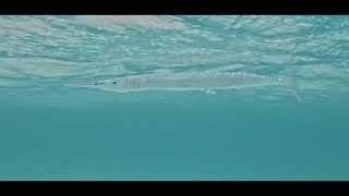 Needlefish Aruba Eagle Beach
