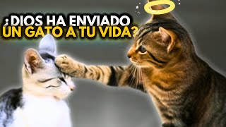 La Espiritualidad de los Gatos y el Significado de sus Colores