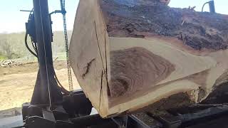 Fighting with another monster knotted log # 41