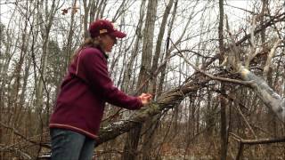 University of minnesota extension forester angie gupta explains the
differences between american bittersweet and oriental bittersweet, why
crafters shoul...