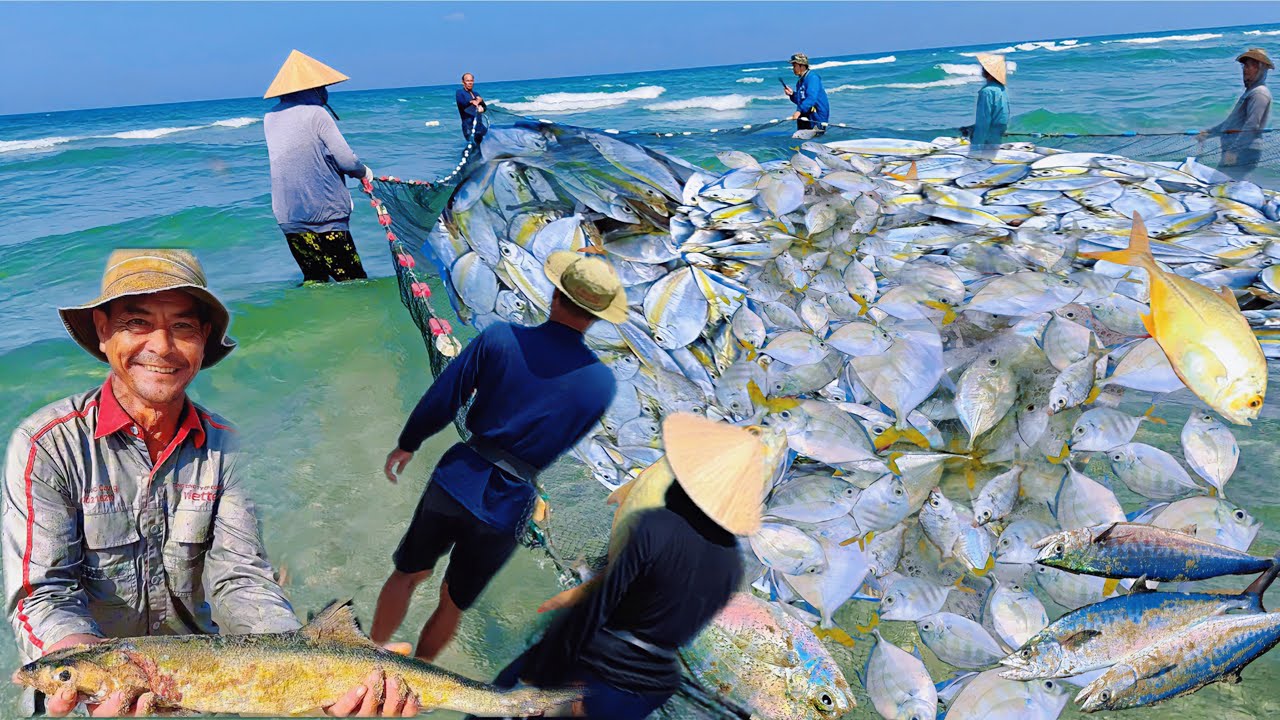 Ngư Dân Mân Thái Đánh Bắt Xa Bờ Trúng Cá Bi Cá Măng Tại Biển Sơn Thủy Quận Ngũ Hành Sơn