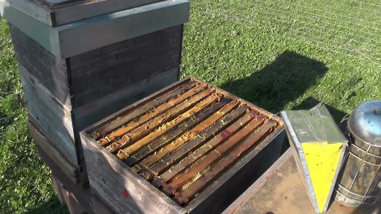 Bienen Frühjahr 2024 erste Durchsicht und erweitern