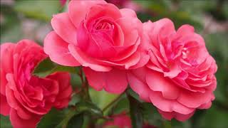 Tuğba Özerk Doğum Günün Kutlu Olsun