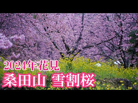 【2024年花見】2月に見れる桜と菜の花の絶景!!ぶらり旅 第428回「高知県:桑田山 雪割桜」-アクセス,駐車場,四国,椿寒桜,見頃- cherry blossoms,Kochi