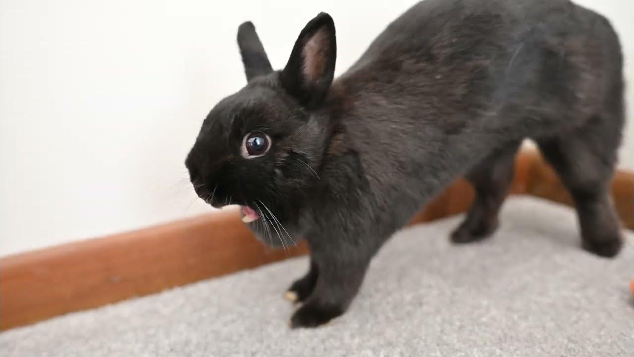 Tiny bunny gives a full body yawn! YouTube