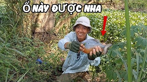 Câu Lại Điểm Xui Lần Trước Bị Bỏ Ngõ Ai Ngờ Gặp Ổ Cá Ở Dưới Cá Bự Quá Trời, Nó Kéo Liền Liền Con