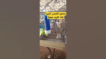 عصفور الفنجس الزيبرا غناء تغريد حيوية 
