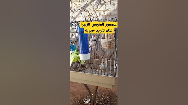 عصفور الفنجس الزيبرا غناء تغريد حيوية