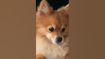 A yawning Pomeranian