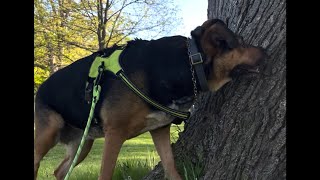 Explore the forest 🌳 @Sashabeana13 #fypシ #puppy #doglifeisgood #doglover #dogwalk #dogowner #dog