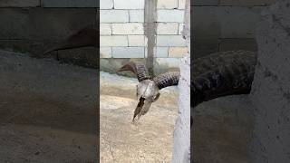 Penomena tanduk domba melayang sendiri #kreatif #viral #art #craft