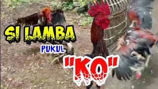 Ayam seperti ini yang paling banyak di cari ll Mangon lamba pukul mantap