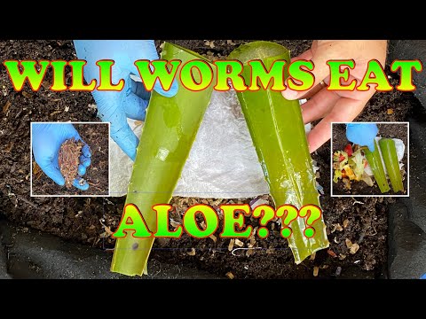 6000 Red Wigglers vs Aloe Leaves | Vermicompost Worm Farm