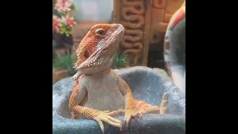 Bearded dragons: Funny moments!