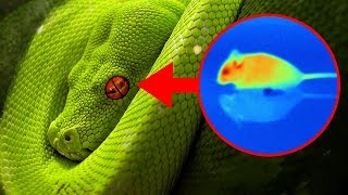 Different Ways ANIMALS See The World! Different Ways ANIMALS See The World!