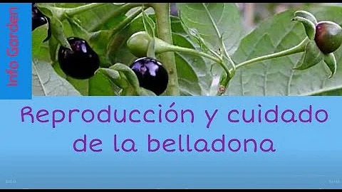 Como cuidar da planta beladona?