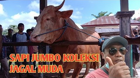 SAPI JUMBO DAN HARGA SAPI KILOAN HARI INI.pasar masbagik