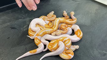 What are the odds of this Ball Python clutch?!